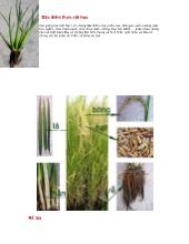 Đề tài Đặc điểm thực vật học của cây lúa