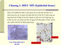 Bài giảng Biểu mô (Epithelial tissue)