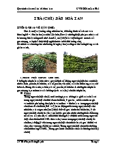 Đề tài Quy trình sản xuất trà dâu hòa tan