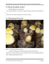 Kết quả thí nghiệm nuôi trồng nấm rơm lụa bạc Volvariella bombicina