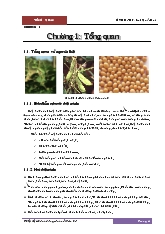 Tổng quan về cây đậu nành