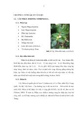 Tổng quan về cây nhàu morinda citrifolia L