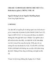 Urease và protease trong thể tiết của helicobacter pylori, chủng vnh -85