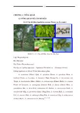 Luận văn Khảo sát tinh dầu gỗ dó bầu Aquilaria crassna, Pierre ex. Lecomte