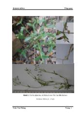 Luận văn Góp phần tìm hiểu thành phần hóa học cây an điền hai hoa hedyotis biflora(l.) lam họ cà phê (rubiaceae) - Trần Văn Thắng