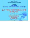 Đề tài Quá trình phát triển cá thể ở cầu gai