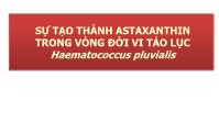 Sự tạo thành astaxanthin trong vòng đời vi tảo lục haematococcus pluvialis