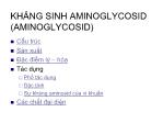 Sinh học - Kháng sinh aminoglycosid (aminoglycosid)